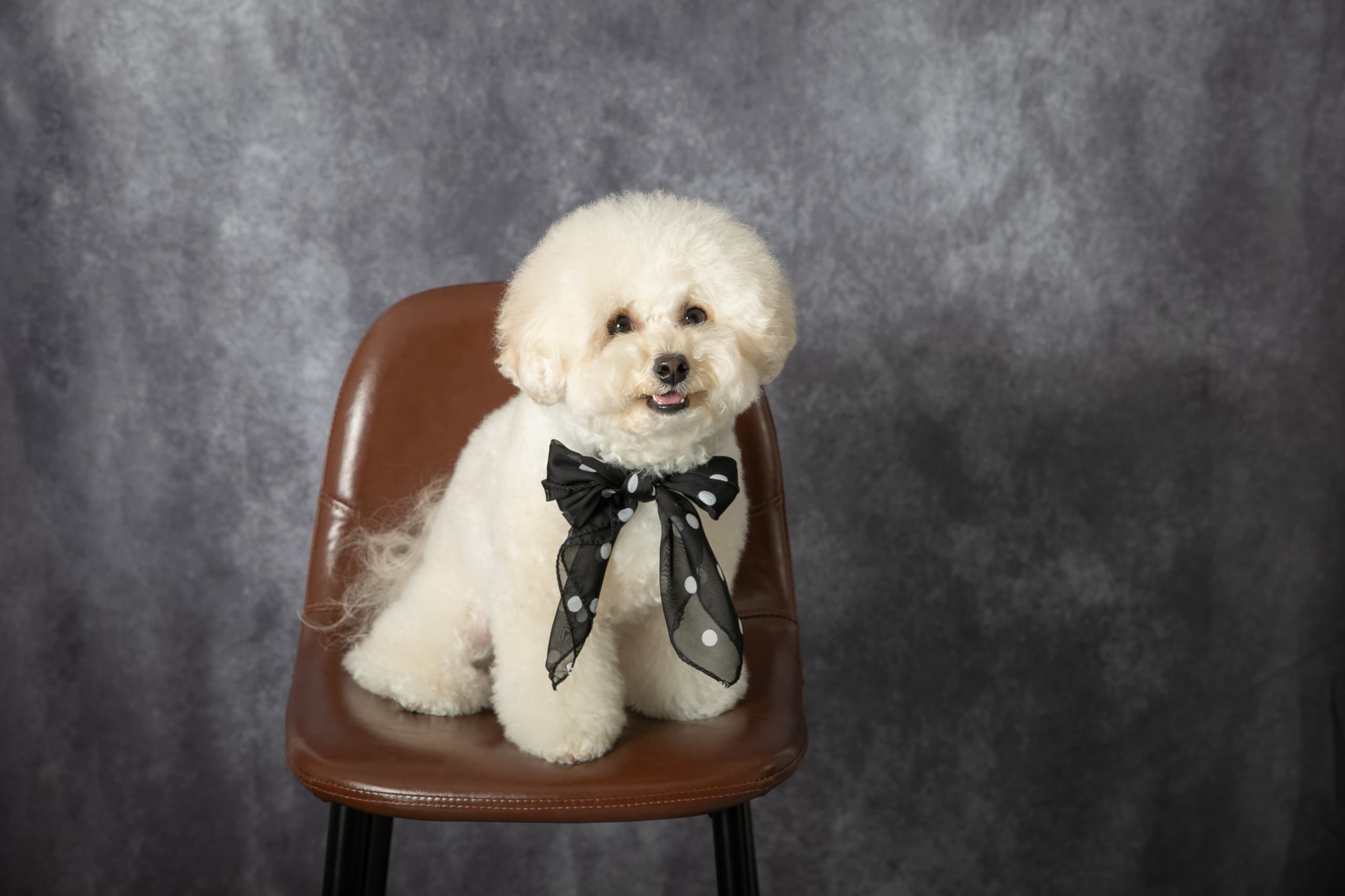 ふわふわの白い犬