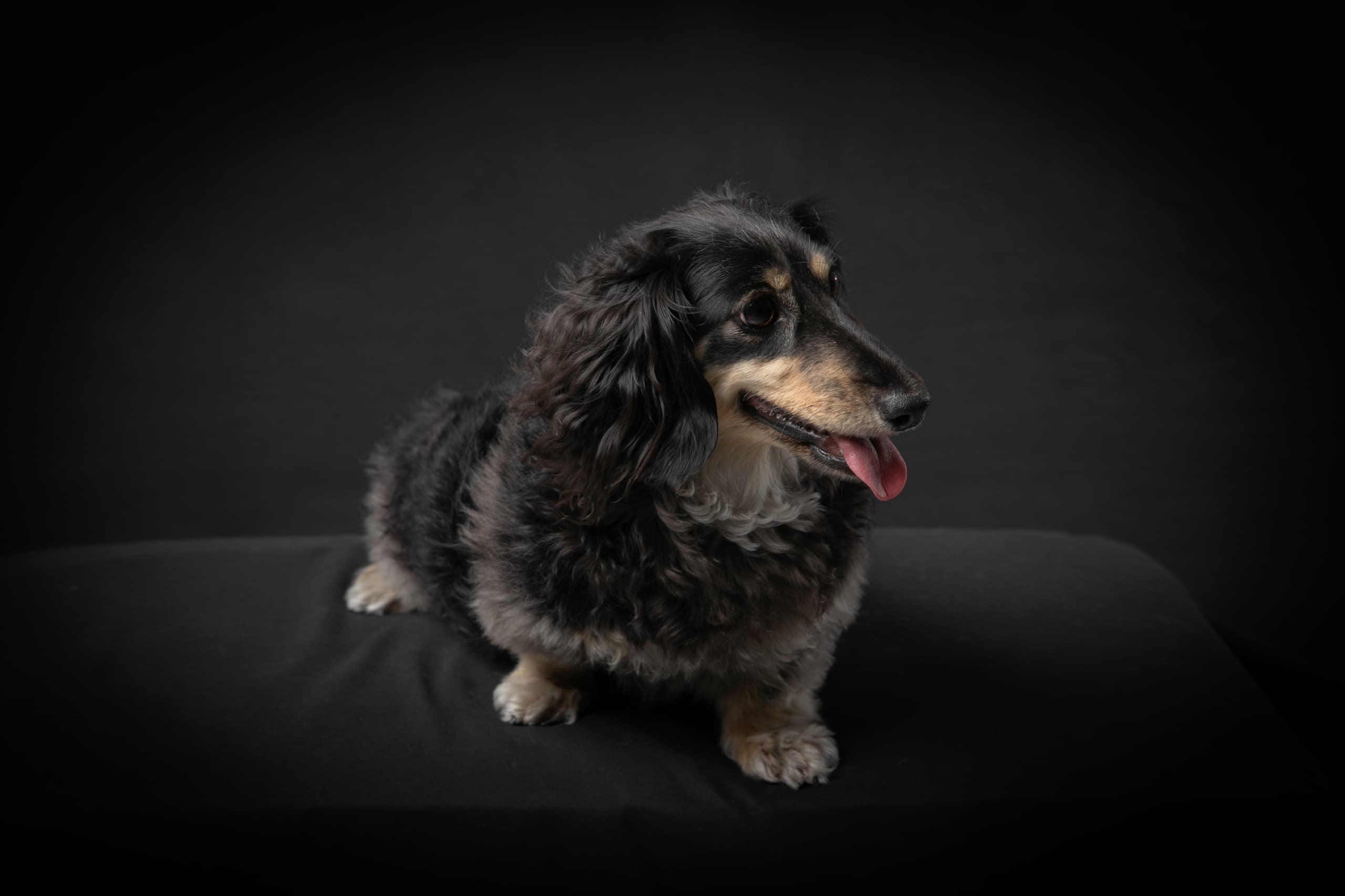 黒いミニチュアダックスフンド