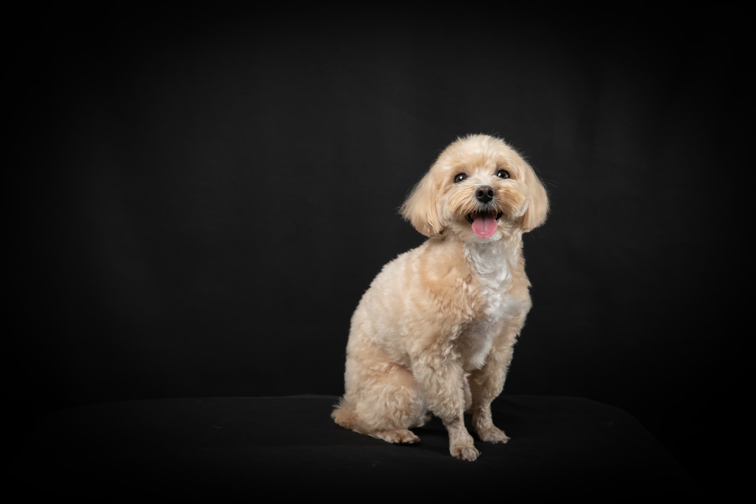 愛犬のポートレート01