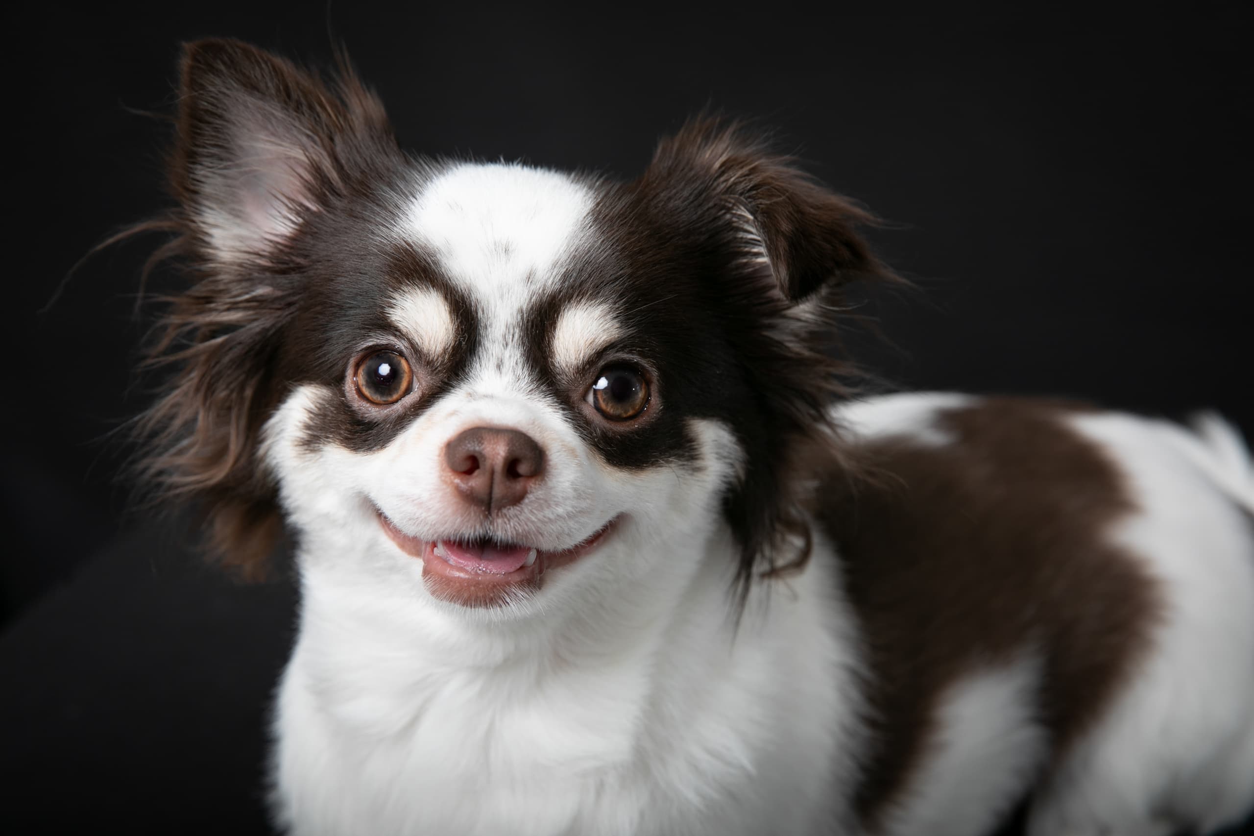 愛犬のポートレート02