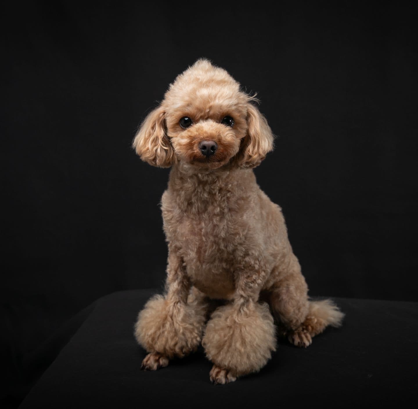 茶色のトイプードル